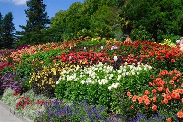 2020 09 03 Insel Mainau,_DSD_7081_b_488px